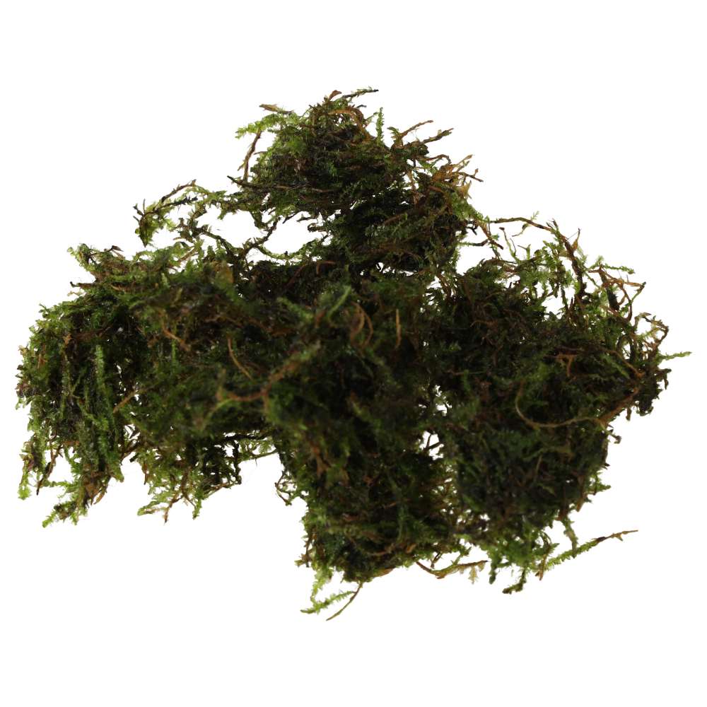 PR Live plant. Christmas moss (80cc cup)