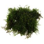 PR Live plant. Javamoss (bulk pack)
