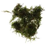 PR Live plant. Taiwan moss (80cc cup)