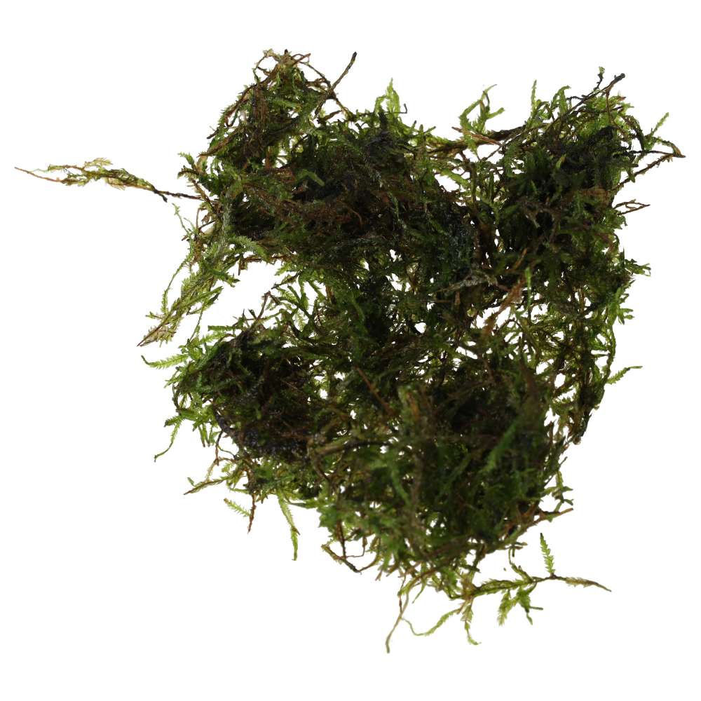 PR Live plant. Taiwan moss (80cc cup)