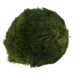 PR Live plant. Marimo Moss Ball