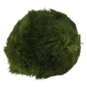 PR Live plant. Marimo Moss Ball