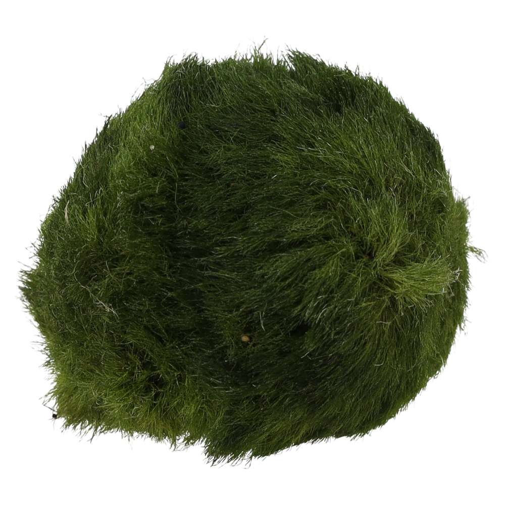 PR Live plant. Marimo Moss Ball