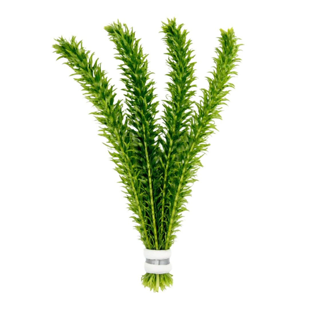PR Live plant. Elodea densa (Bunch)