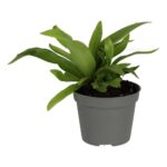 PR Live plant. Bird's Nest Fern (Small)