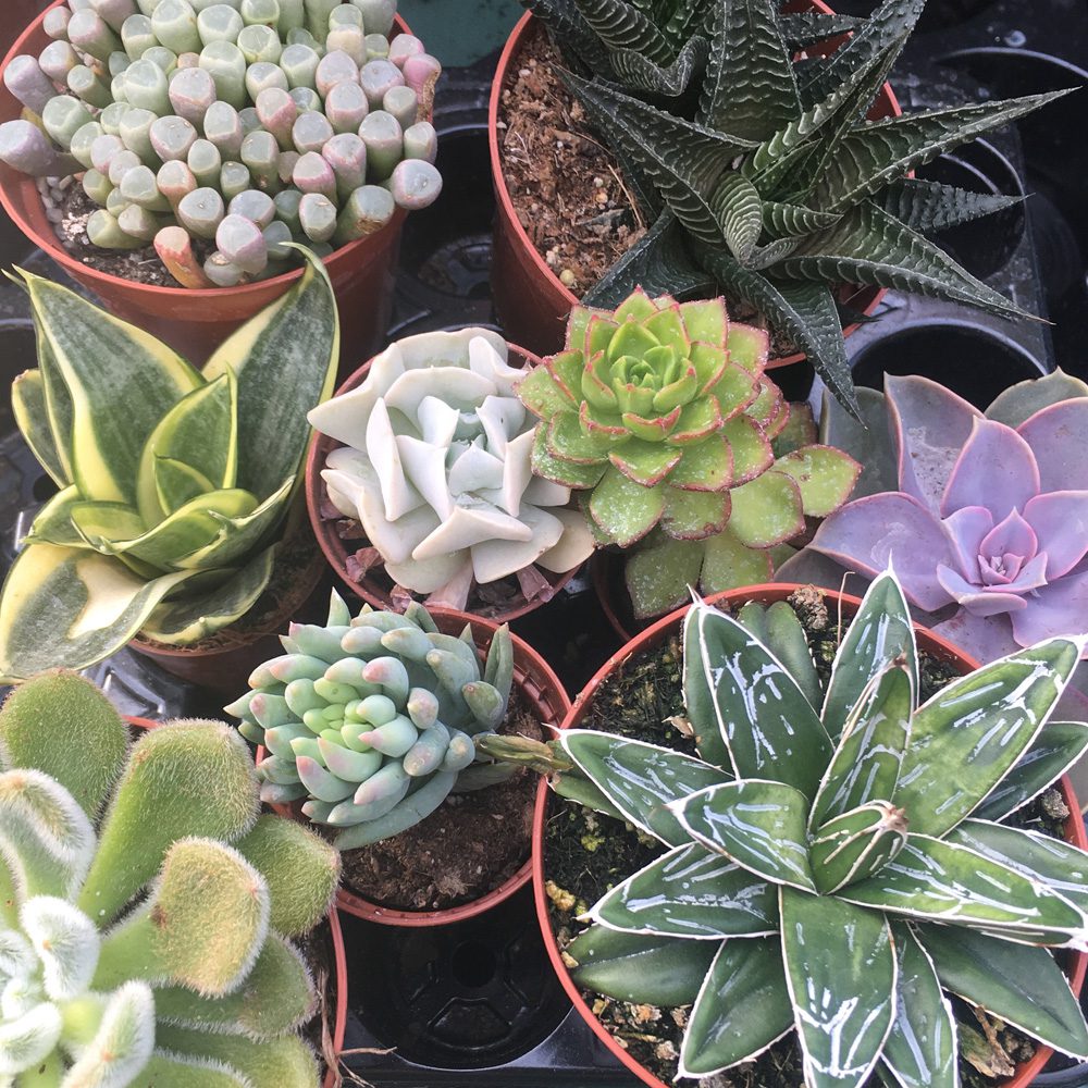 PR Live Plant. Arid Collection (20 Plants) PR Live Plant. Arid Collection (20 Plants)
