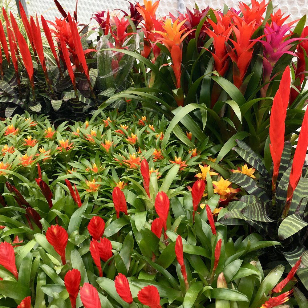 PR Live Plant. Bromeliad Collection (20 Plants) PR Live Plant. Bromeliad Collection (20 Plants)