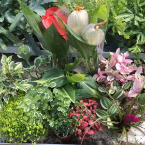 PR Live Plant. Jungle Collection (20 Plants)