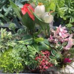 PR Live Plant. Jungle Collection (20 Plants)