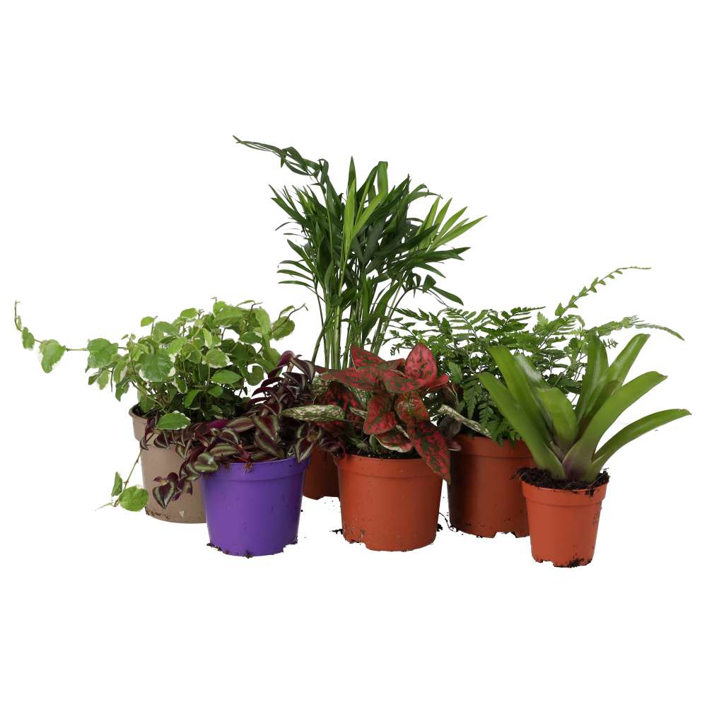 PR Live Plant Mini Jungle Collection (6 Plants)