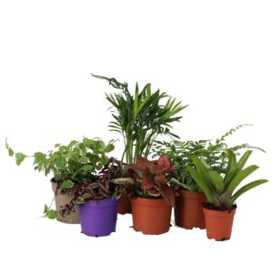 PR Live plant. Small Jungle Collection (6 plants)