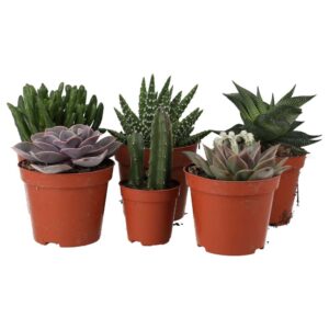 PR Live Plant  Mini Arid Collection (6 Plants)