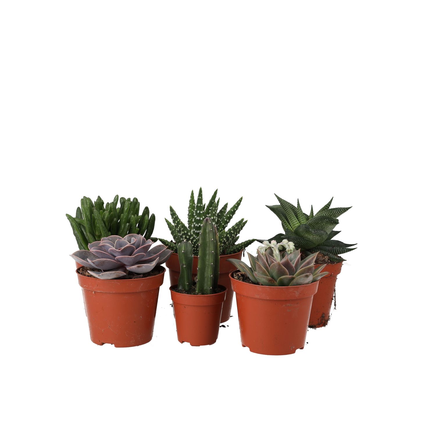 PR Live plant. Small Arid Collection (6 plants)