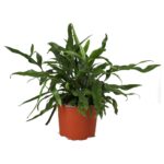 PR Live plant. Kangeroo Fern (Large)