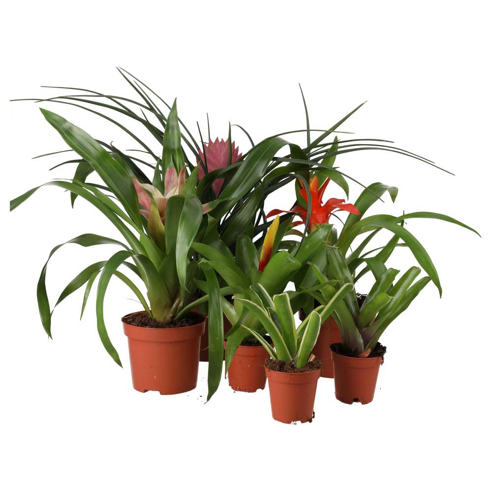 PR Live Plant Mini Bromeliad collection (6 Plants)