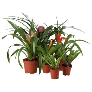 PR Live Plant Mini Bromeliad collection (6 Plants)