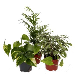 PR Live plant. Crested Gecko Collection (3 plants)