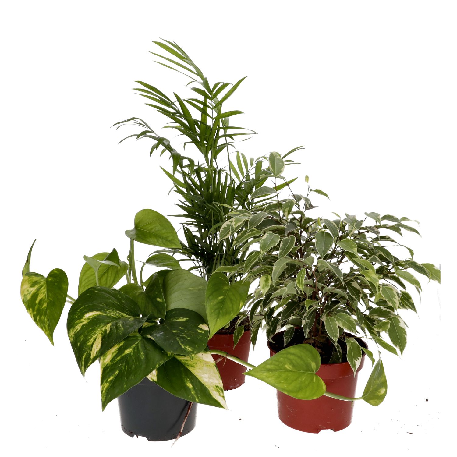 PR Live plant. Crested Gecko Collection (3 plants)