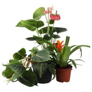 PR Live plant: Tree Frog Collection (3 Plants)