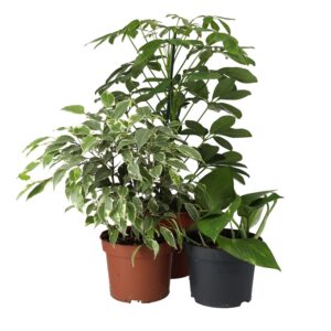 PR Live plant. Chameleon Collection (3 plants)