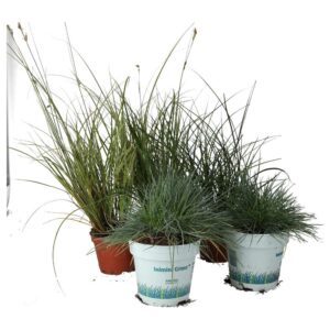 PR Live plant: Grass Collection (6 Plants)