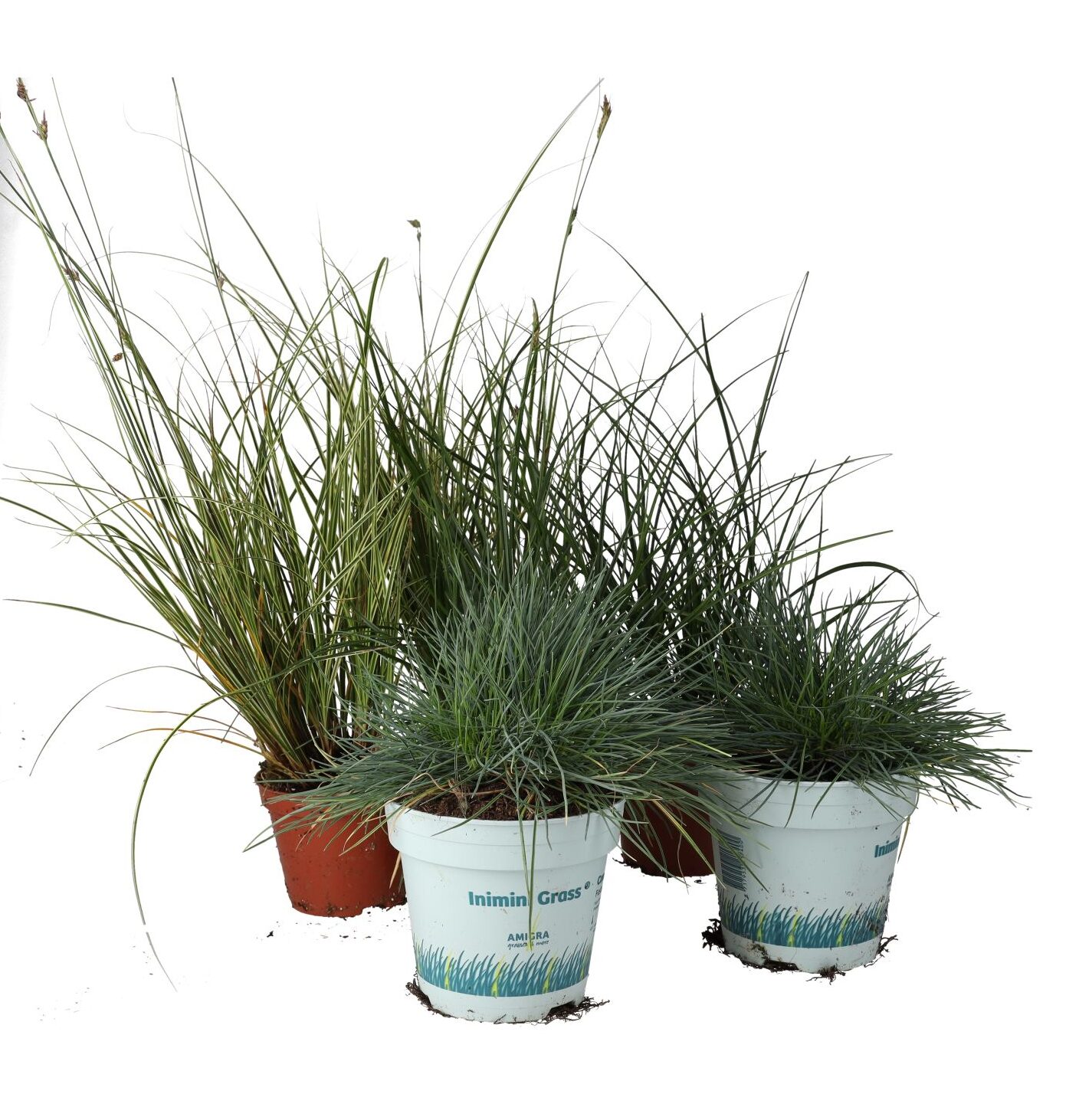 PR Live plant: Grass Collection (6 Plants) PR Live plant: Grass Collection (6 Plants)