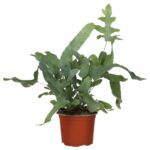 PR Live plant. Blue Star Fern (Large)