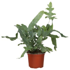 PR Live plant. Blue Star Fern (Large)