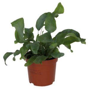 PR Live plant. Blue Star Fern (Medium)
