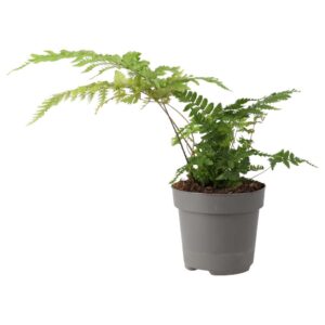 PR Live plant. Autumn Fern (Large)