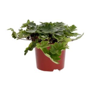 PR Live plant. Antenna Fern (Medium)