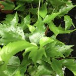 PR Live plant. Korean Rock Fern (Medium)