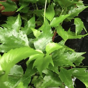 PR Live plant. Korean Rock Fern (Medium)