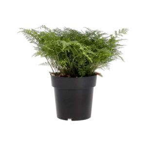 PR Live plant. Rabbit's Foot Fern (X Large)