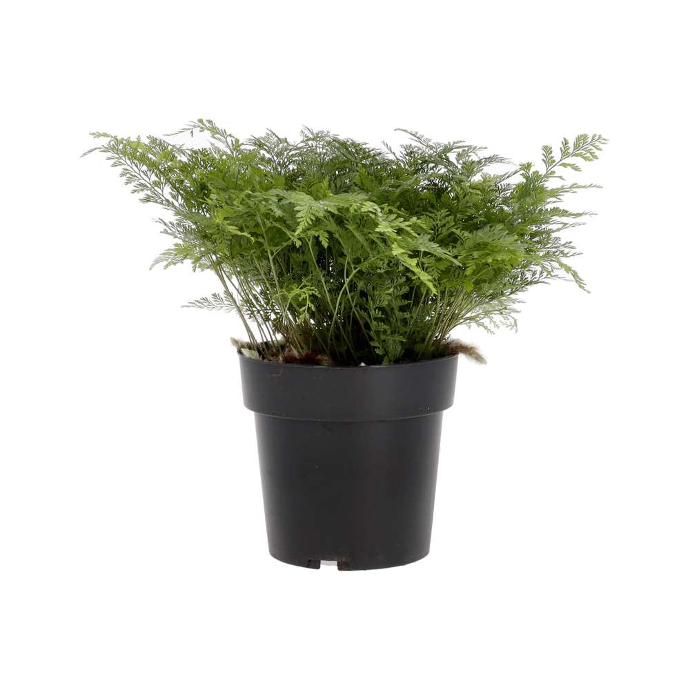 PR Live plant. Rabbit's Foot Fern (X Large)