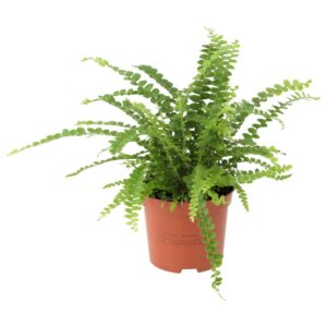 PR Live plant. Sword Fern (Medium)