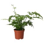 PR Live plant. Brake Fern (Medium)