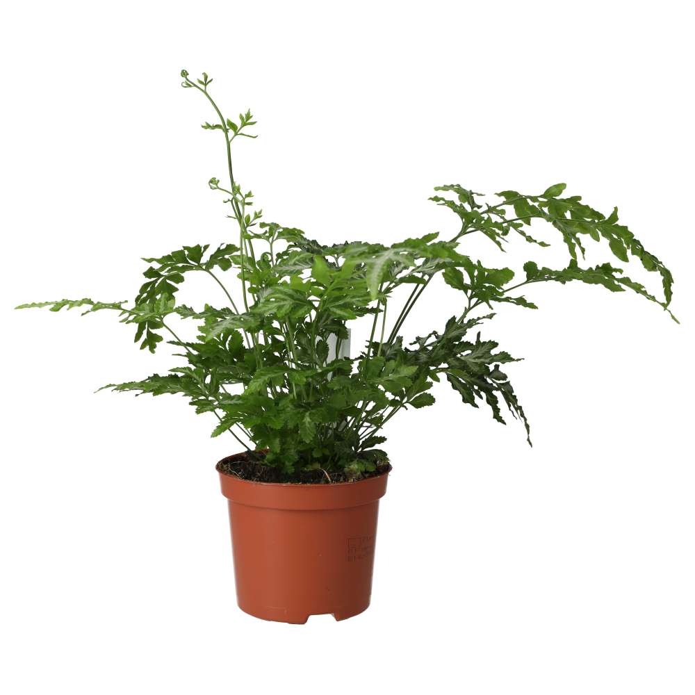 PR Live plant. Brake Fern (Medium)