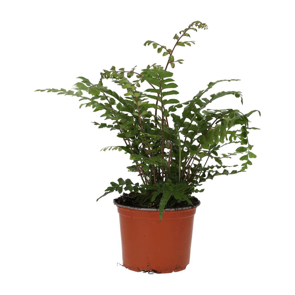 PR Live plant. Mahogany Maidenhair Fern (Large)