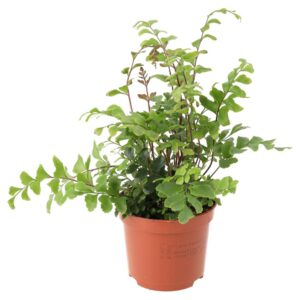 PR Live plant. Mahogany Maidenhair Fern (Medium)