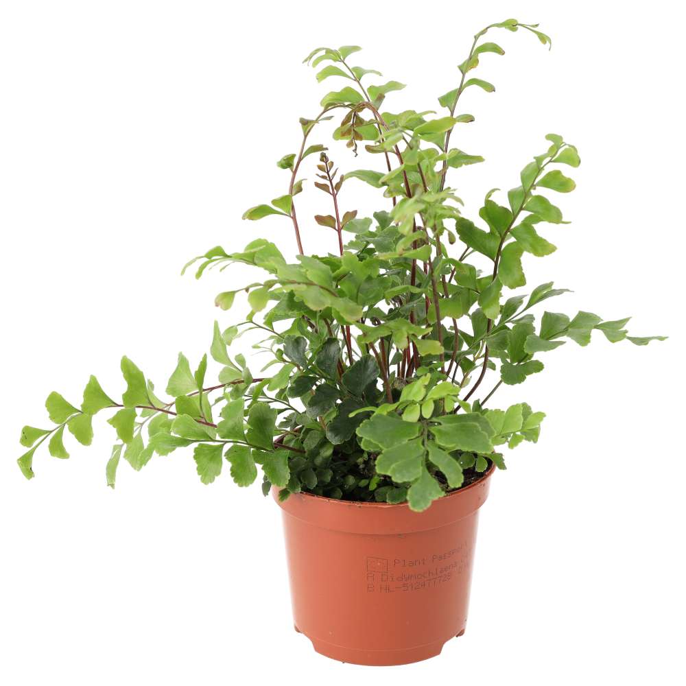 PR Live plant. Mahogany Maidenhair Fern (Medium)