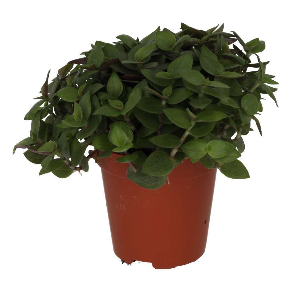 PR Live Food Plant. Turtle Vine (Small)