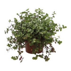 PR Live Plant Mini Jungle Collection (6 Plants)