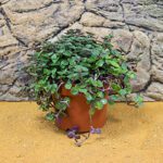 PR Live Food Plant: Turtle Vine (Large)