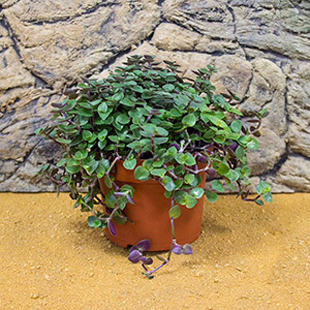 PR Live Food Plant: Turtle Vine (Large)