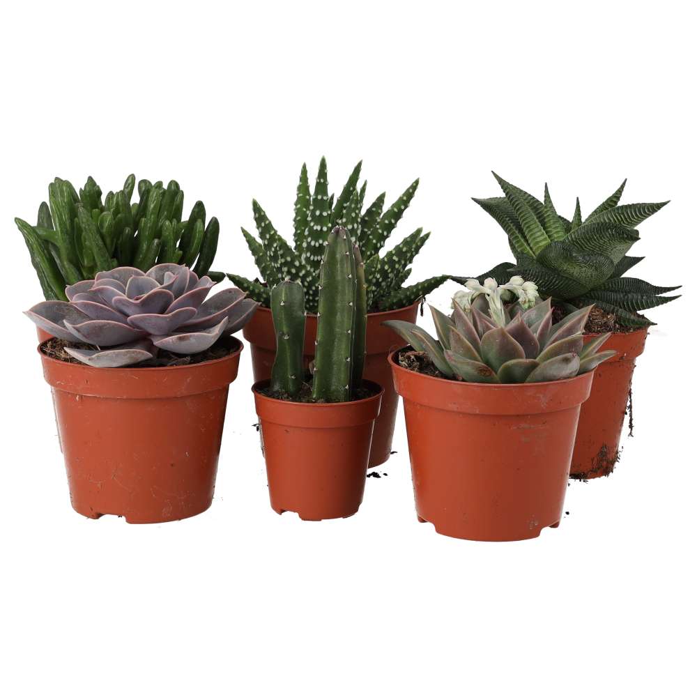 PR Live plant. Small Arid Collection (6 plants)