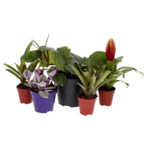 PR Live plant. Dartfrog Collection (5 plants)