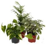 PR Live plant. Crested Gecko Collection (3 plants)