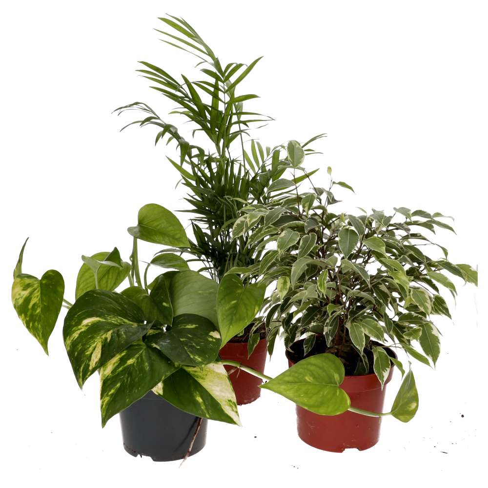 PR Live plant. Crested Gecko Collection (3 plants) PR Live plant. Crested Gecko Collection (3 plants)