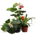 PR Live plant. Tree Frog Collection (3 plants)